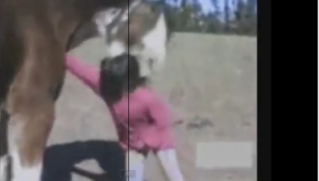 Os Animais por vezes são Lixadosssss...